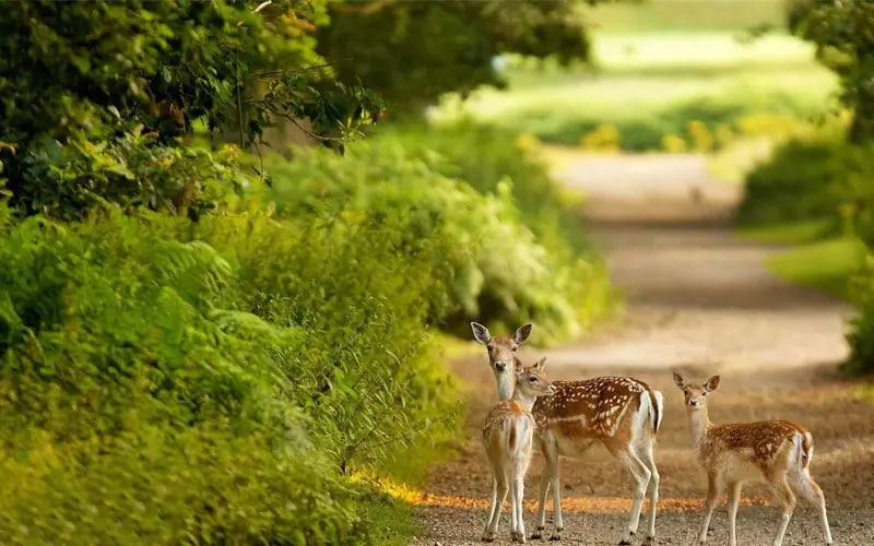 محوطه پارک آهوان کیش